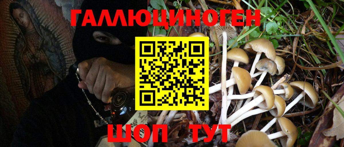 Псилоцибиновые грибы Psilocybine cubensis Дагестанские Огни